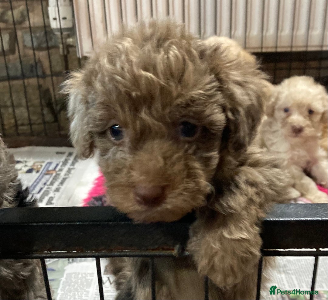 Bordoodle dogs for sale:  Beautiful Bordoodle Puppies inc Merle/Apricot - Advert 13