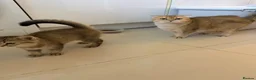 British Shorthair cats for sale: Stunning Golden British Shorthair girl is ready - Advert 9