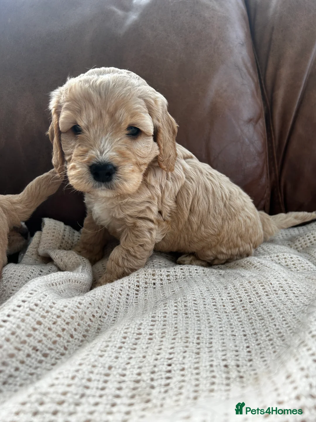 Cockapoo dogs for sale: READY TO GO 3 Golden Cockapoos  - Advert 27