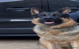 German Shepherd dogs for sale: German shepherd puppy  - Image 11