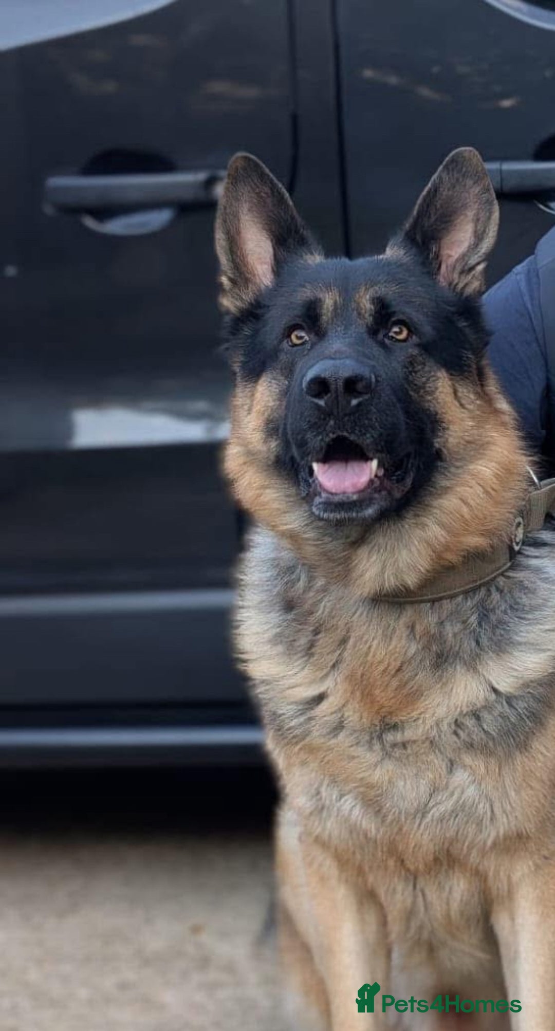 German Shepherd dogs for sale: German shepherd puppy  - Image 11