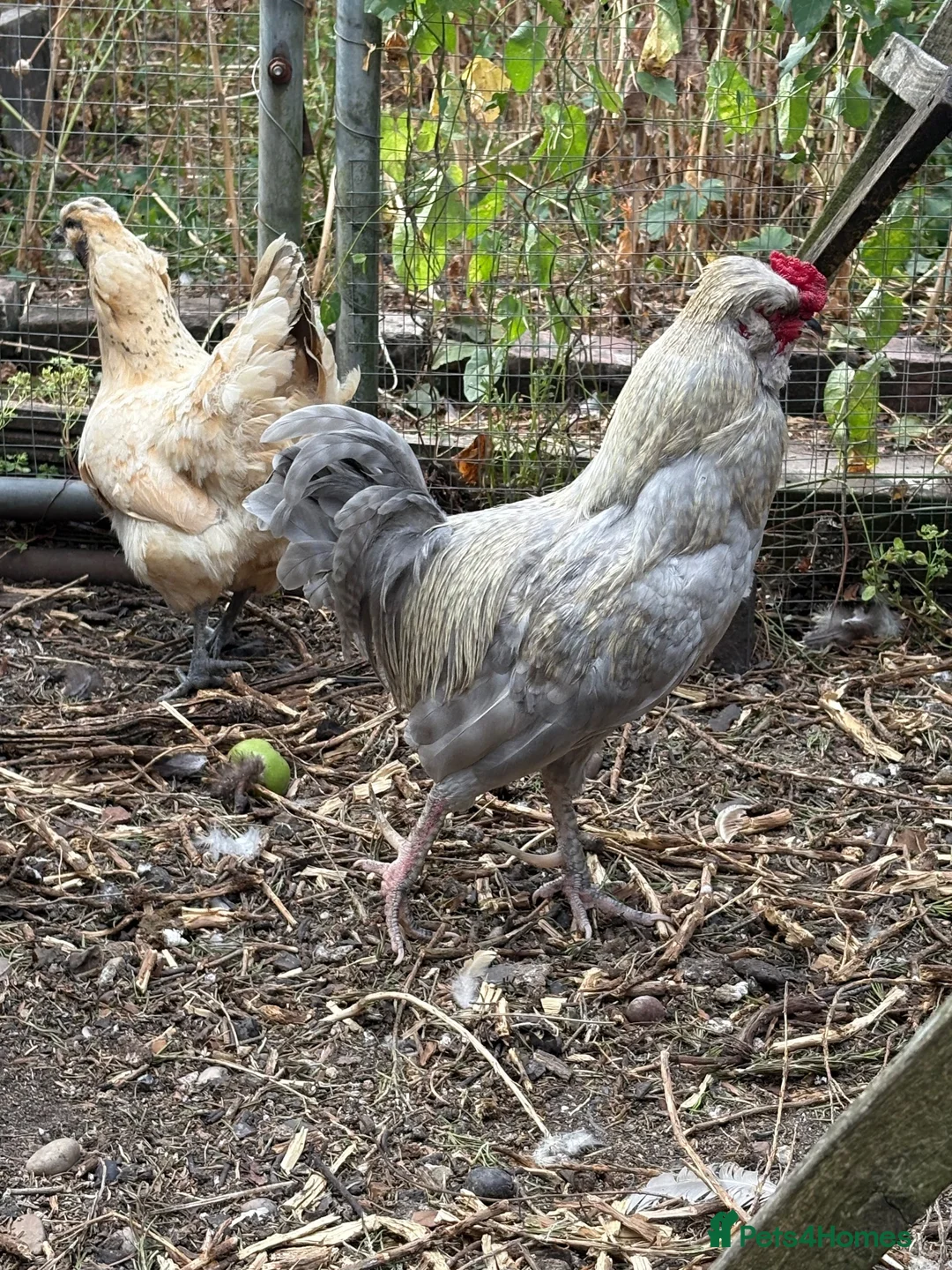 Chickens poultry for sale: Trio bantams: araucana cockerel & gold-top hens  - Advert 2