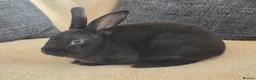 Rex rabbits for sale: Mini rex kits  - Advert 14