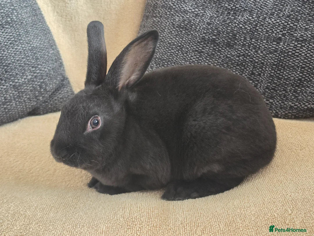 Rex rabbits for sale: Mini rex kits  - Advert 14