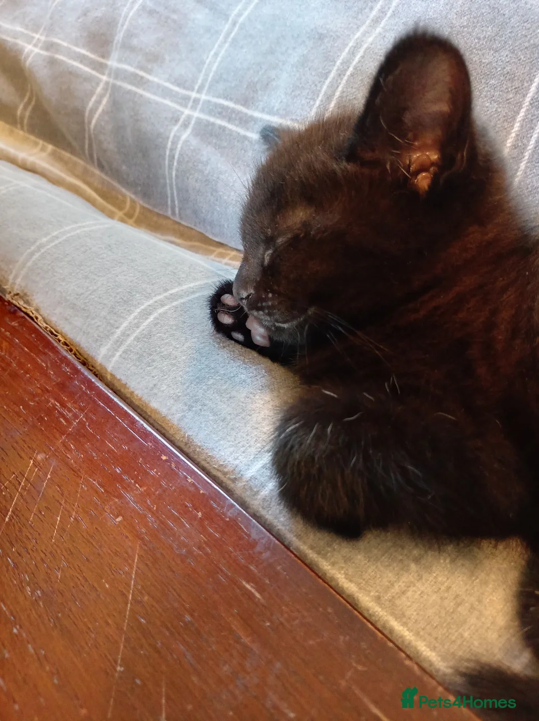 Mixed Breed cats for sale: Kittens - Advert 10