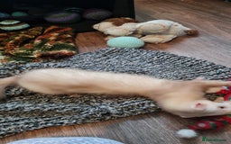 Ferret rodents for sale: Mia ferret - Image 1