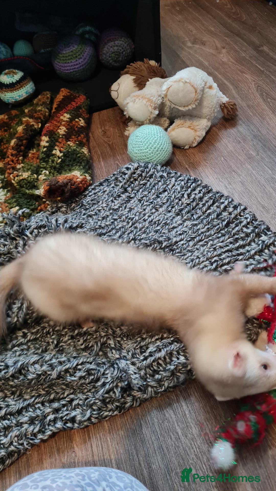 Ferret rodents for sale: Mia ferret - Image 1