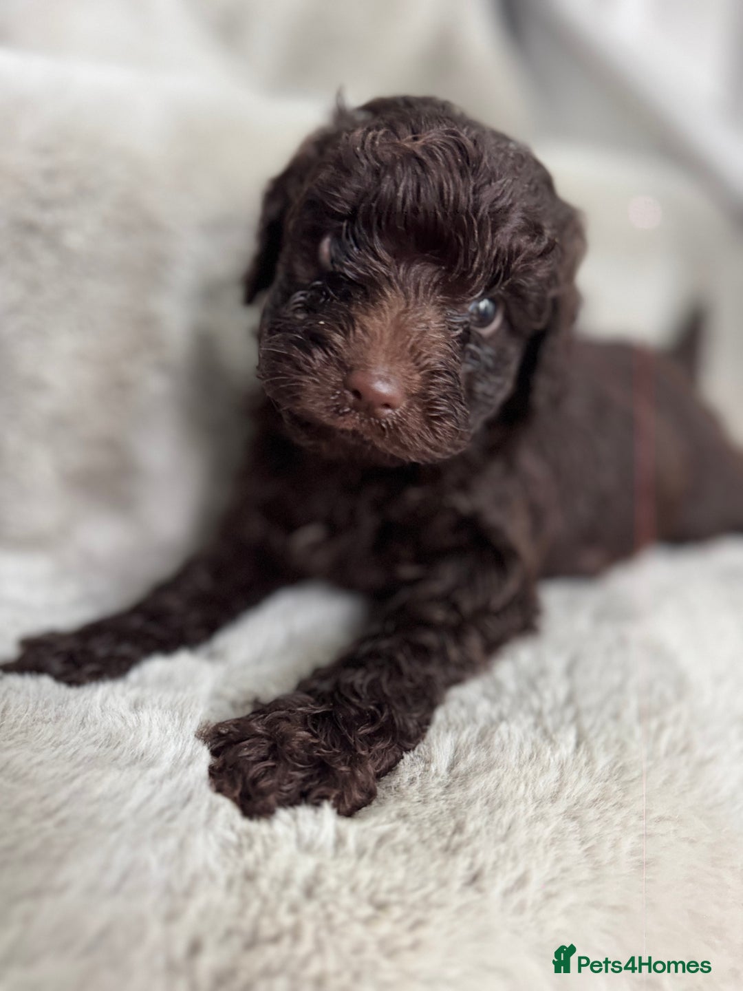 Cockapoo dogs for sale: Cockerpoos  - Image 12