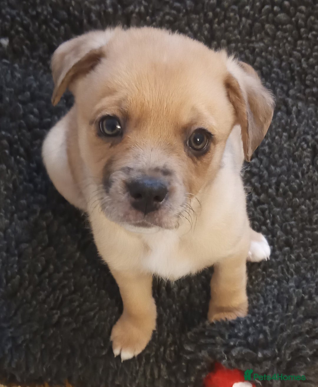 Mixed Breed dogs for sale: Pug X Collie pups (Pugollies) 3 Boys 2 Girls - Advert 6