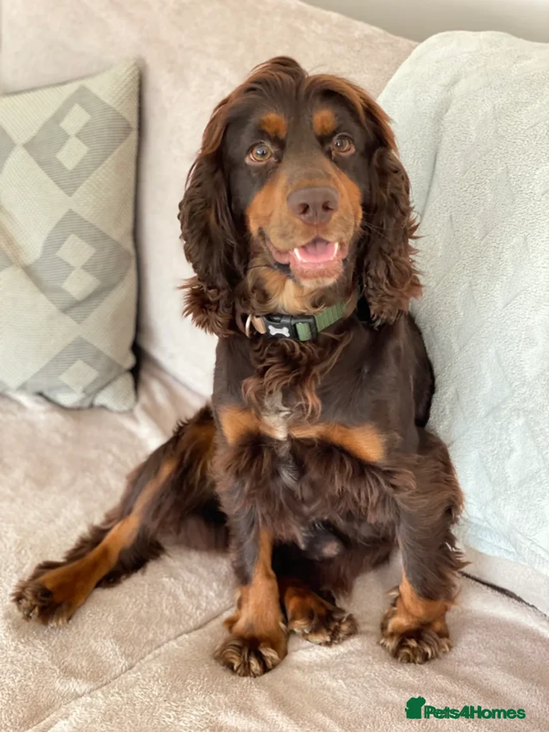 Cocker Spaniel dogs for stud: KC Tri-Coloured Choc&Tan Working Cocker Spaniel - Advert 2
