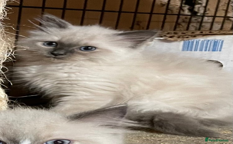 Ragdoll cats - Advert 14