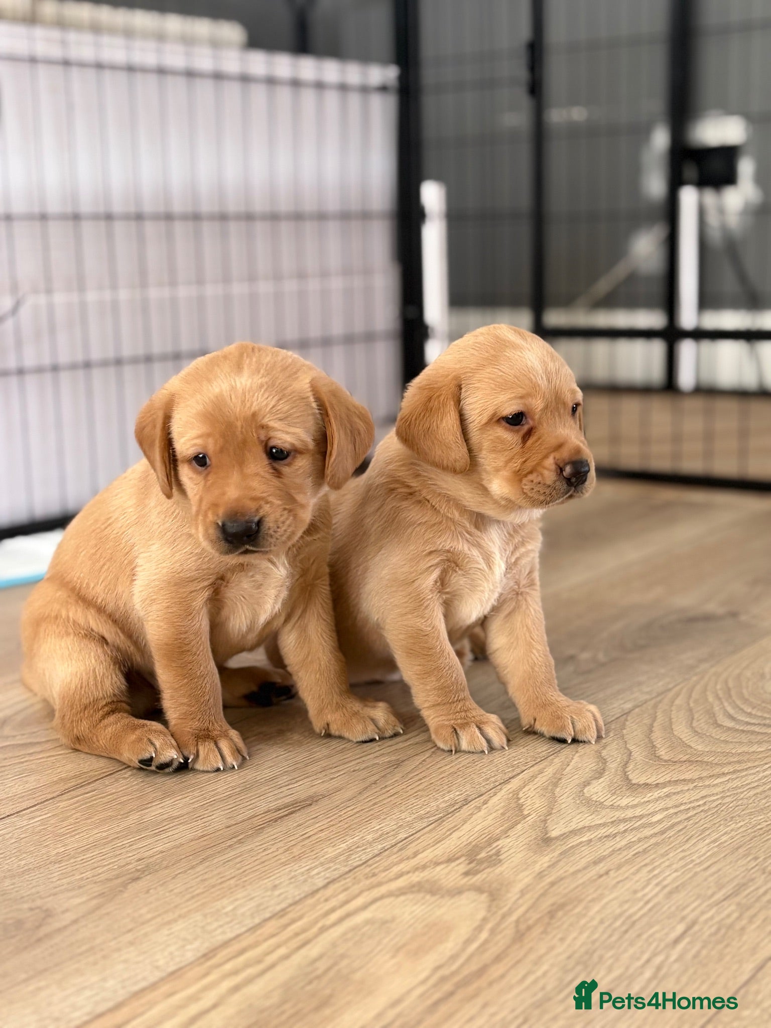 Labrador Retriever dogs Gorgeous red/golden Labrador puppies  - Advert 18