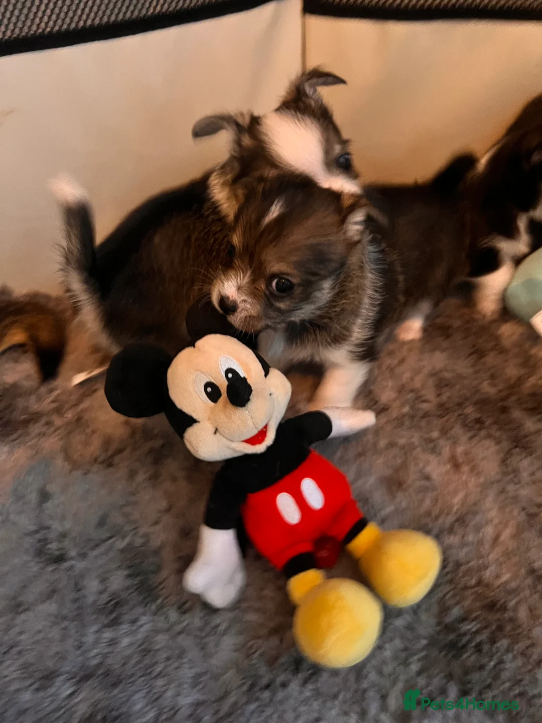 Mixed Breed dogs for sale: Adorable Malchi puppies available 🐶 - Advert 8