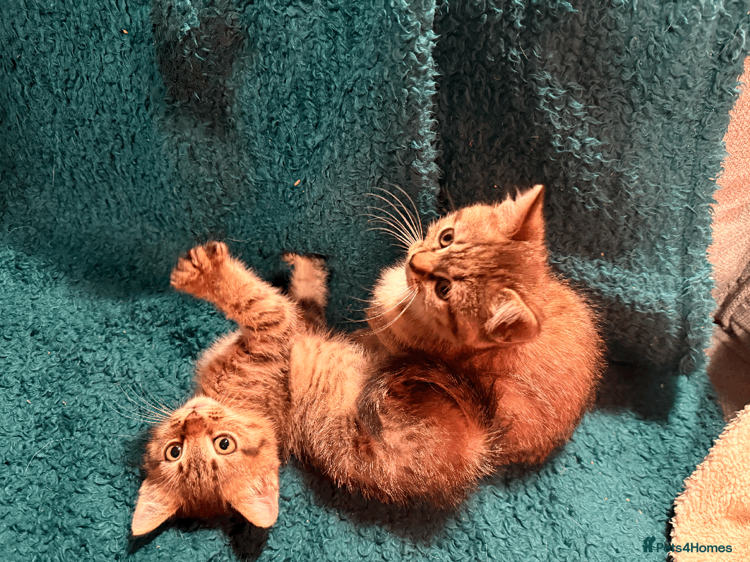 Mixed Breed cats for sale: 2 left - 4wks free insurance -himalayan x bengal - Image 3