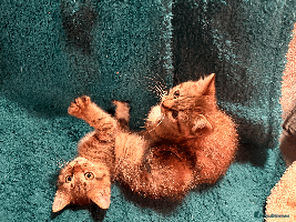 Mixed Breed cats - Advert 5
