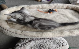British Shorthair cats for sale: British Shorthair kittens - Image 21