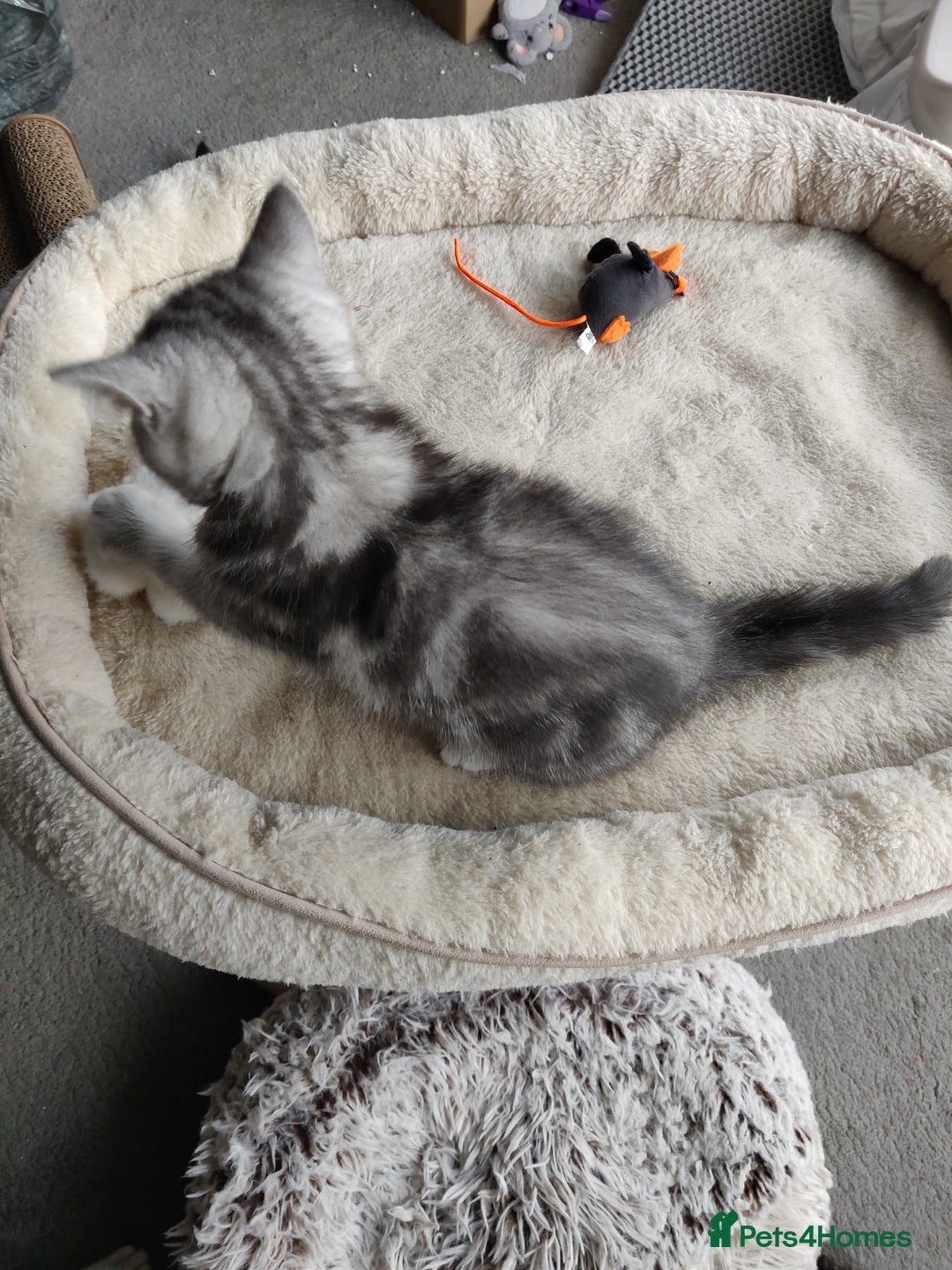 British Shorthair cats for sale: British Shorthair kittens - Image 21