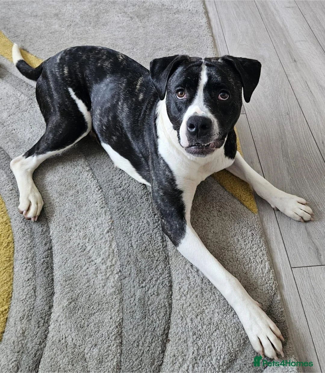 Mixed Breed dogs for adoption: Gorgeous staffie cross available for adoption  in Colchester - Advert 2