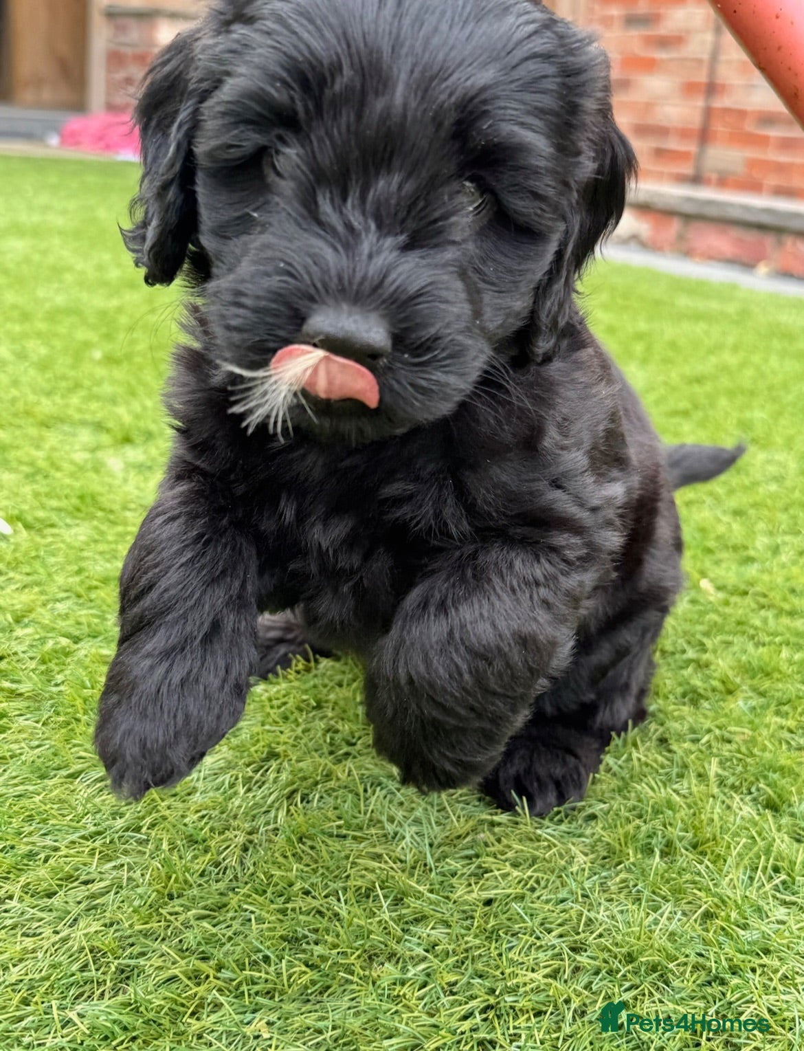 Australian Labradoodle dogs Multigenerational Australian Labradoodle Puppies - Advert 1