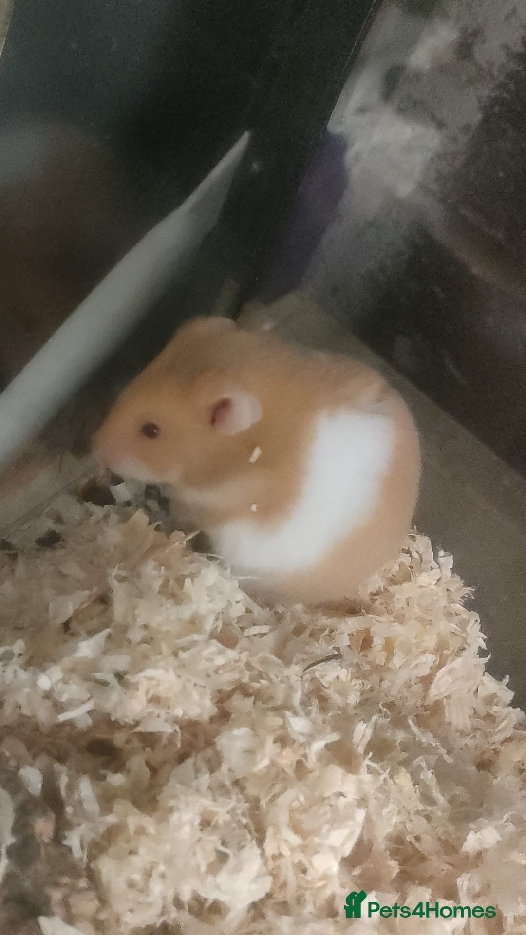 Hamster rodents Two hamsters for sale full set up  - Advert 1