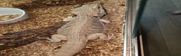 Bearded Dragon reptiles for sale: Pair of bearded dragons  - Advert 4