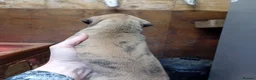 Mixed Breed dogs for sale: Bull whippet pups in Caerphilly - Advert 5