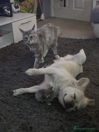 Maine Coon cats - Advert 1