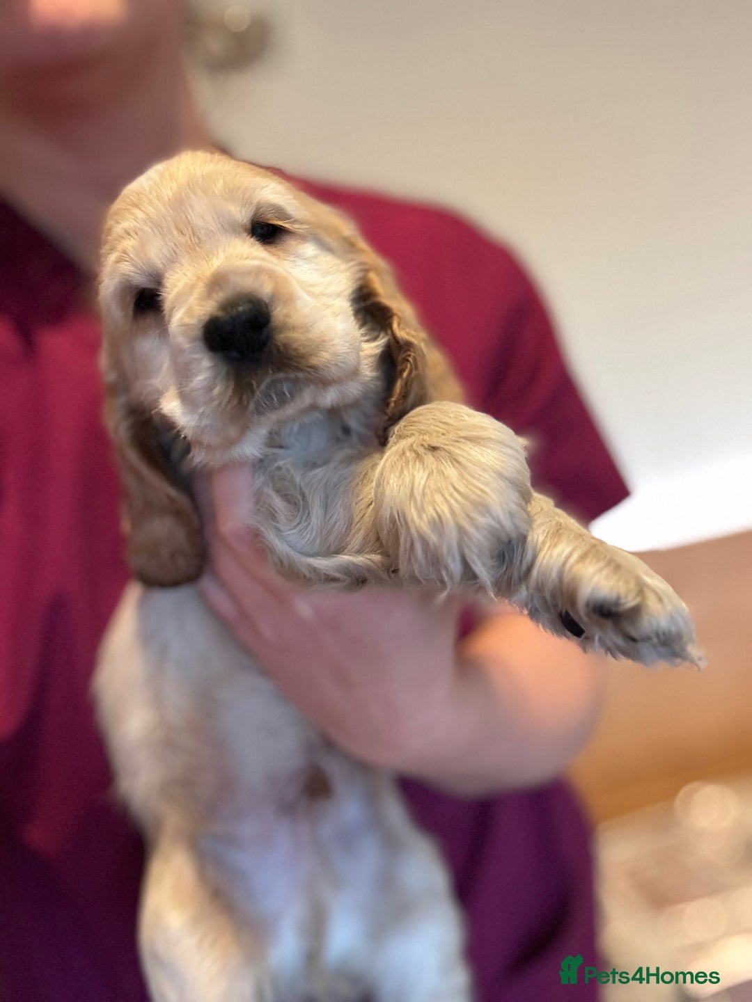 Cocker Spaniel dogs for sale: Last stunning KC show cocker - Advert 4