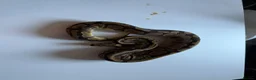 Python Snake reptiles for sale: Various Ball Pythons for sale - Advert 14