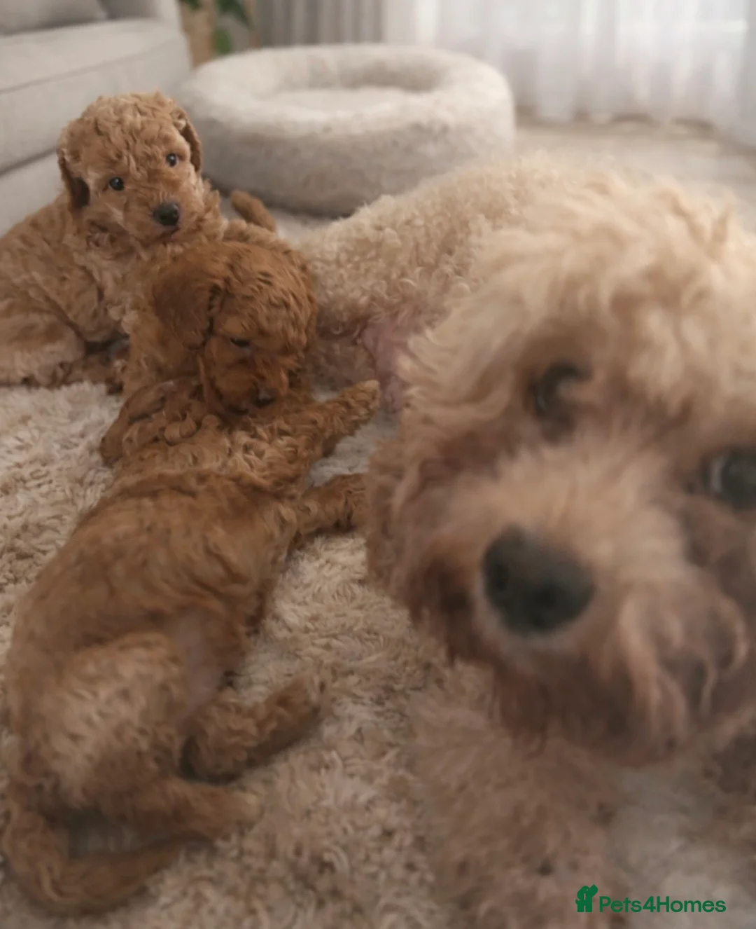 Toy Poodle dogs for sale: Toy poodle  puppies  - Advert 2