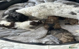 Havanese dogs for sale: Full Breed Havanese - Advert 2