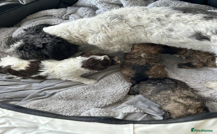 Havanese dogs Full Breed Havanese - Advert 2