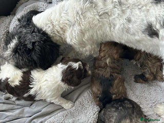 Havanese dogs Full Breed Havanese - Advert 4