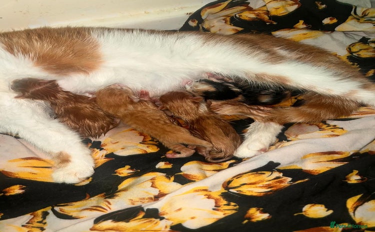Mixed Breed cats - Advert 14