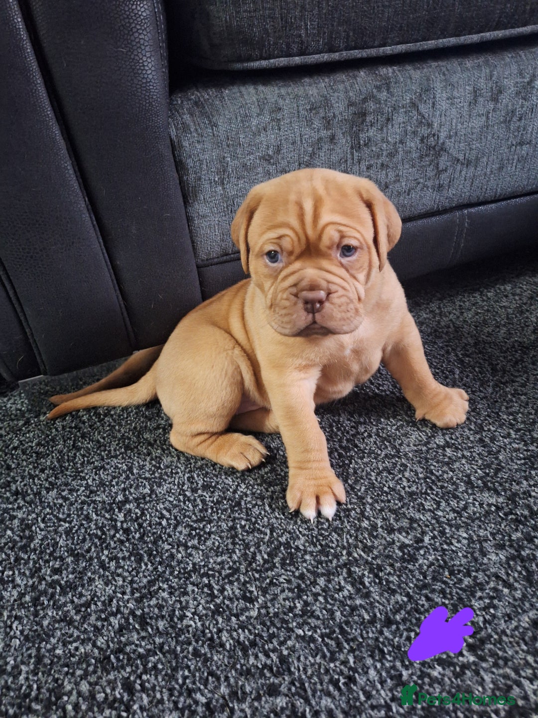 Dogue De Bordeaux dogs for sale: READY TO LEAVE! Stunning Dogue De Bordeaux Puppies - Advert 4
