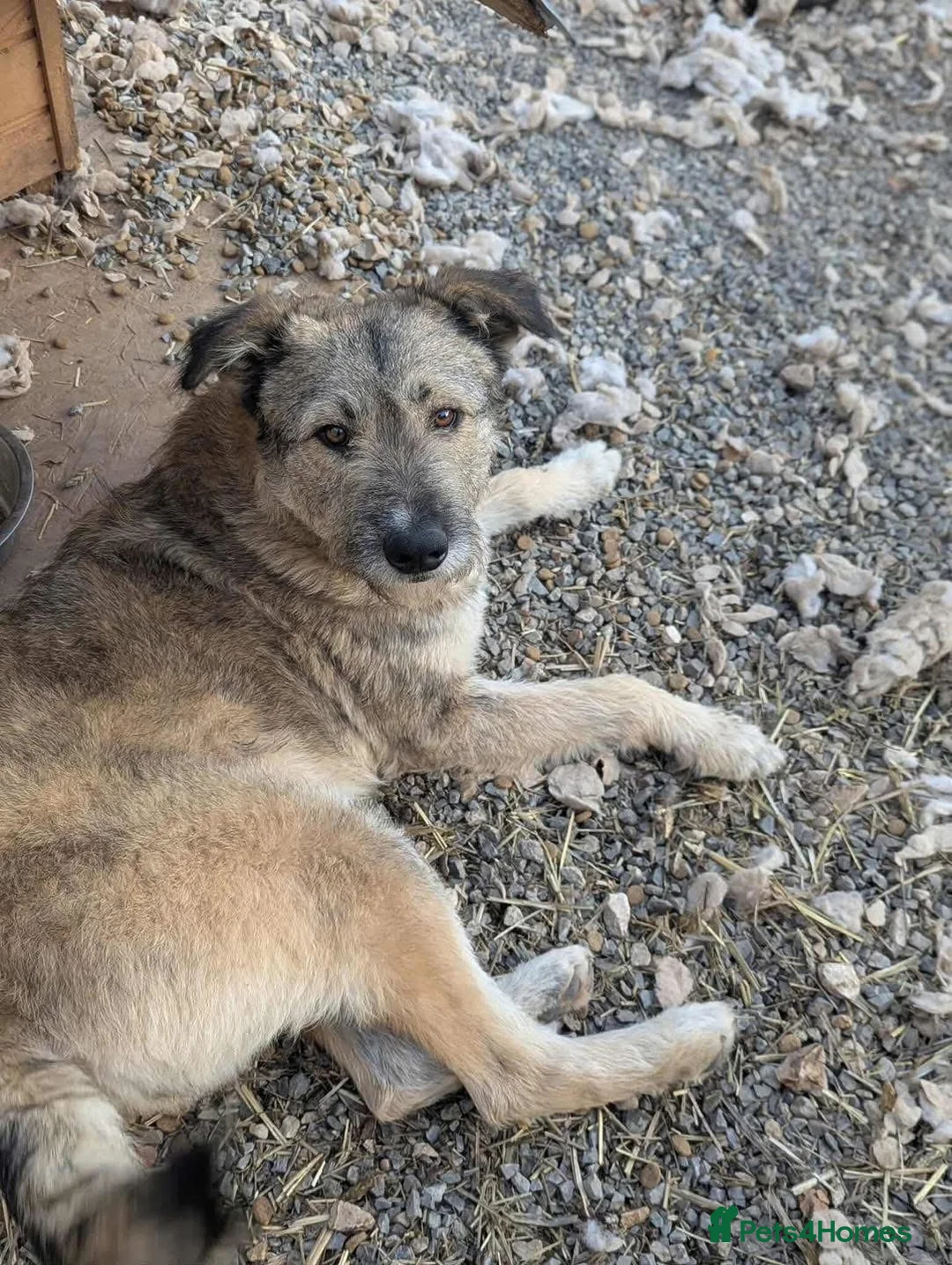 Mixed Breed dogs for adoption: Toffee is looking for a home!  - Advert 4