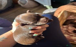 Chihuahua dogs for sale: Rare chocolate chihuahua puppies - Image 8