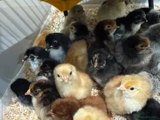 Chickens poultry Pure breed chicks, READY NOW - Advert 17