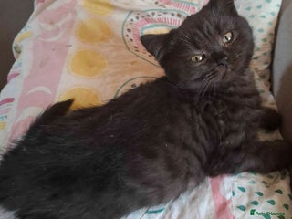 British Shorthair cats - Advert 16