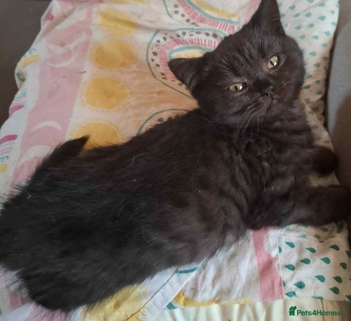 British Shorthair cats - Advert 9