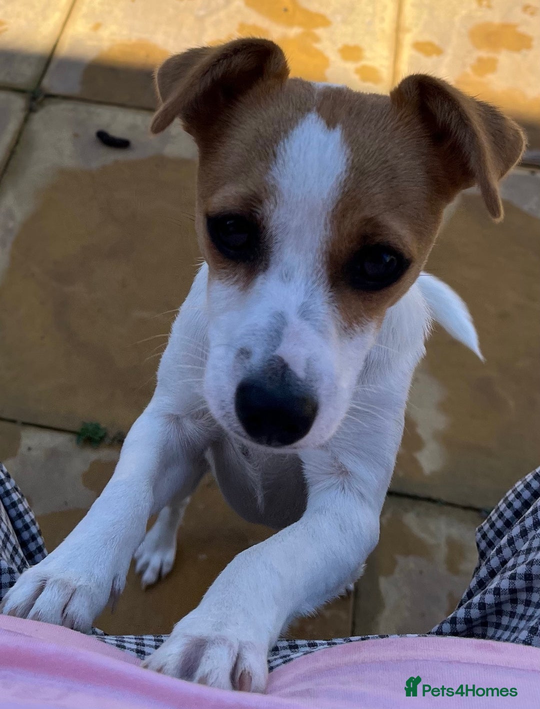 Jack Russell dogs for sale: Stunning Jack Russel girl Puppy - Image 2