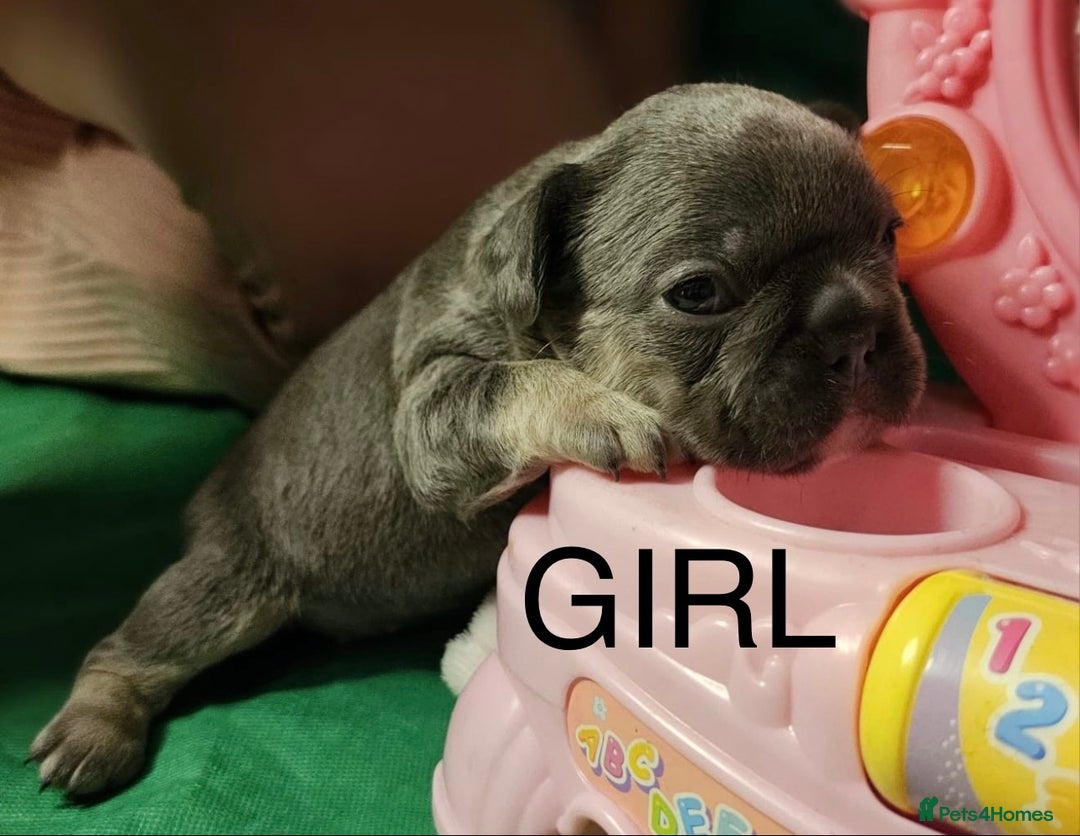 French Bulldog dogs for sale: Beautiful KC registered french bulldog puppies  - Image 2