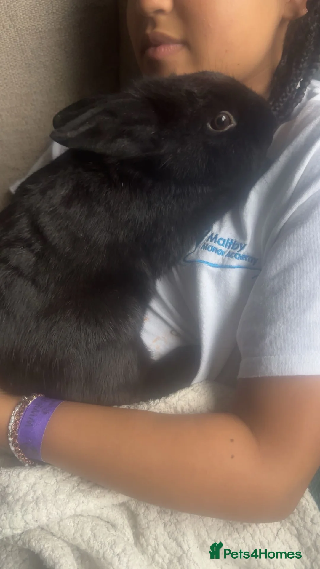 Mixed Breed rabbits for sale: Fluffy bunnies  - Advert 5