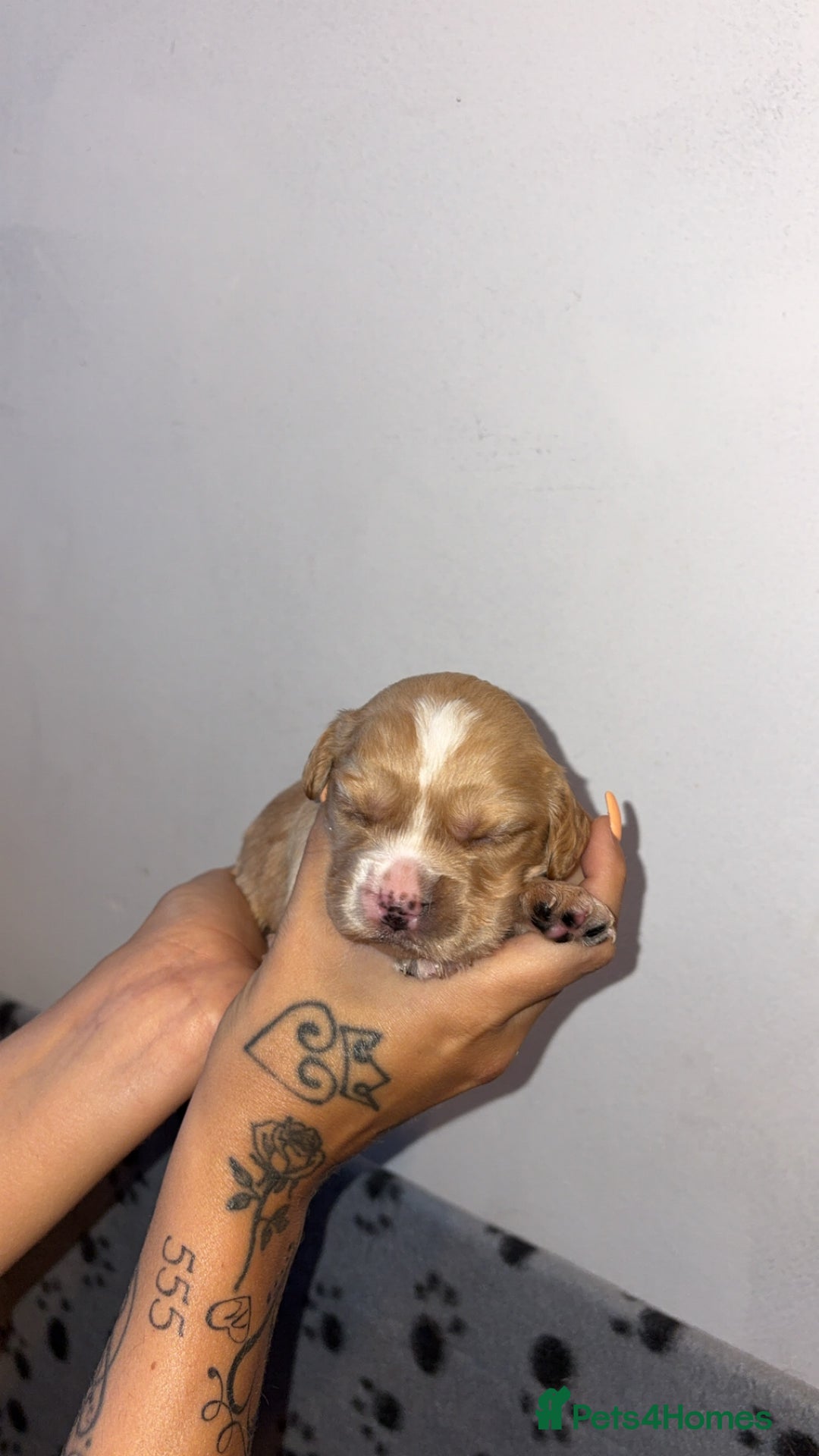 Sprocker dogs for sale: Beautiful Sprocker puppies - Image 7
