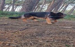 German Shepherd dogs for sale: German Shepherd  - Image 15