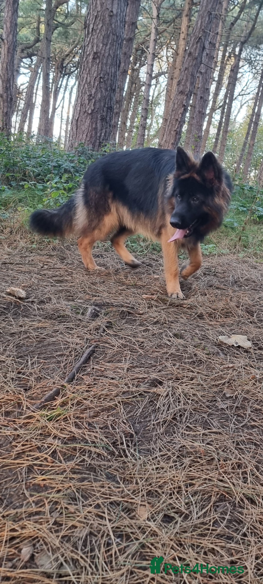 German Shepherd dogs for sale: German Shepherd  - Image 15