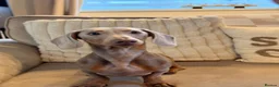 Miniature Dachshund dogs for stud: Lilac & tan Miniature dachshund in Bridgend - Advert 3