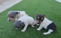 Jack Russell dogs for sale: Jack russell pups  - Image 6