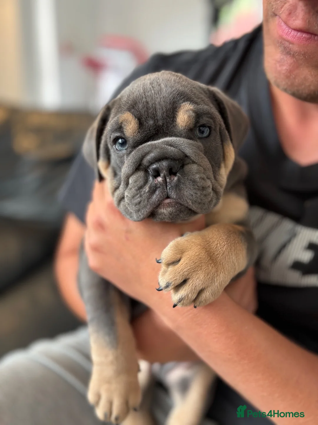 English Bulldog dogs for sale: Beefcake and Little Blue in Nottingham - Advert 8