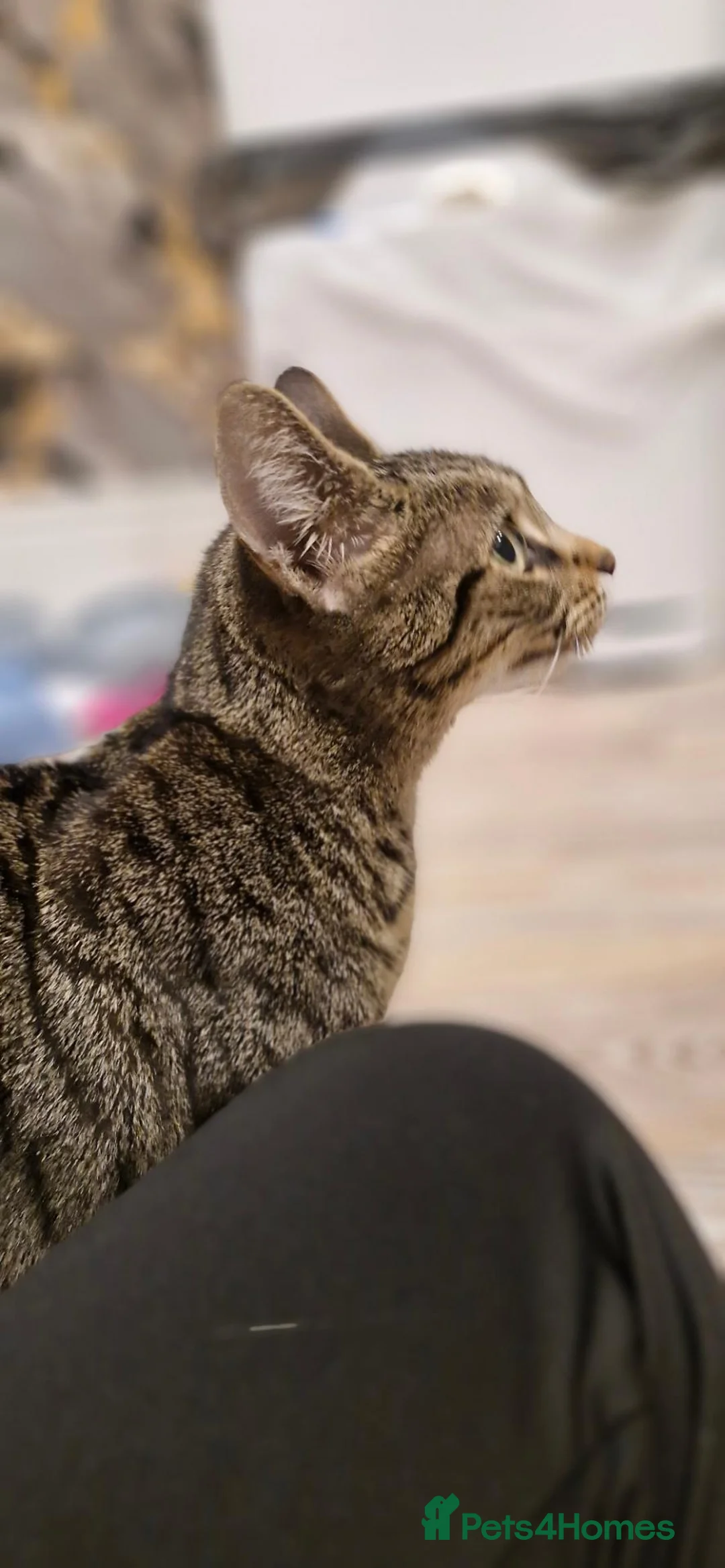 Mixed Breed cats for sale: Cute Kittens  in Maidstone - Advert 1